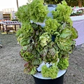 Wholesale Strawberry Hydroponic Growing Systems Agriculture Farm Soilless Strawberry Planting