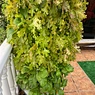 Wholesale Strawberry Hydroponic Growing Systems Agriculture Farm Soilless Strawberry Planting