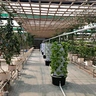 Wholesale Strawberry Hydroponic Growing Systems Agriculture Farm Soilless Strawberry Planting