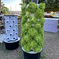 Wholesale Strawberry Hydroponic Growing Systems Agriculture Farm Soilless Strawberry Planting
